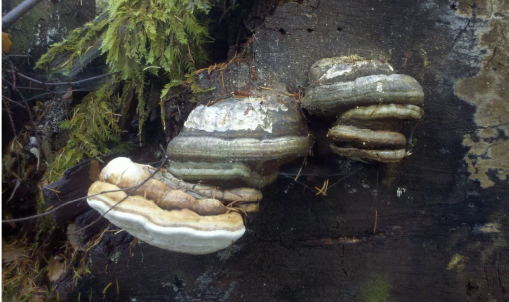 Agarikon mushrooms growing in the pacific nortwest. 